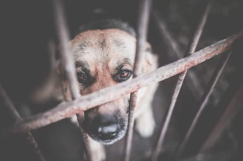 German Shepherd Rescue Dog