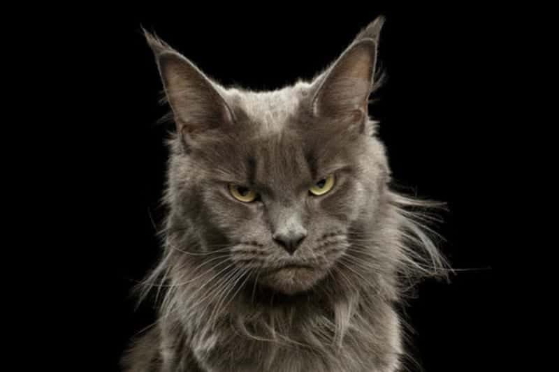 Angry Maine Coon cat on a black background