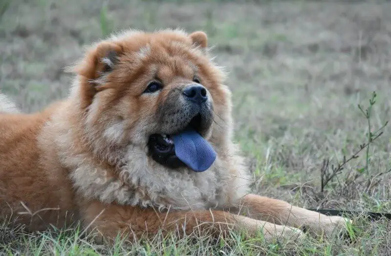 chow dog with blue tongue