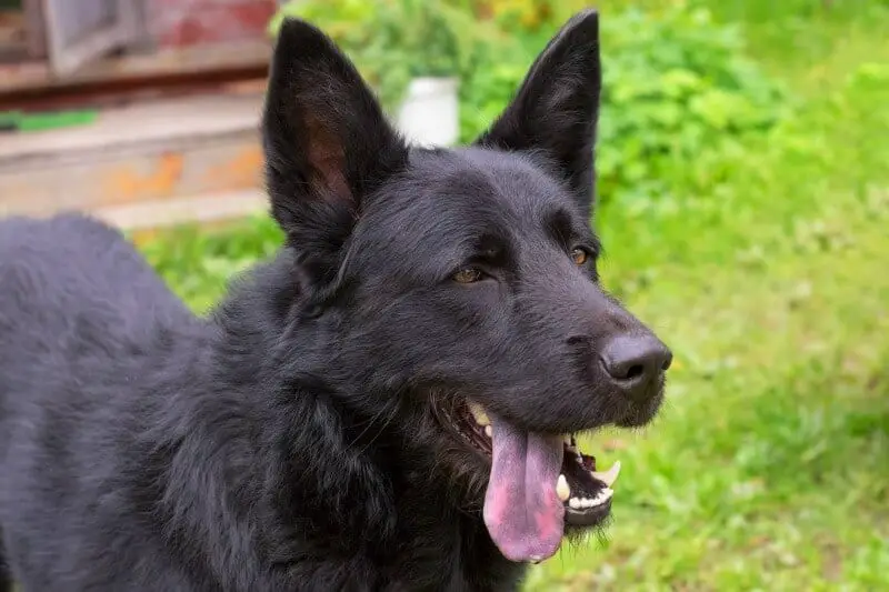 black german shepherd with black tongue