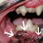 dog melanoma in mouth