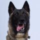 ISIS-Dog-Conan