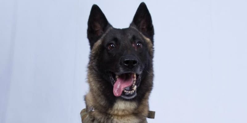 ISIS-Dog-Conan