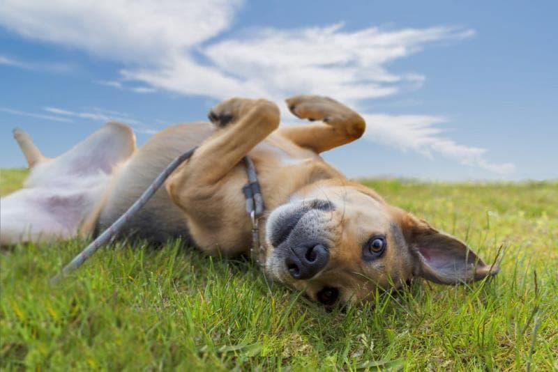 muttley crew german shepherd rescue