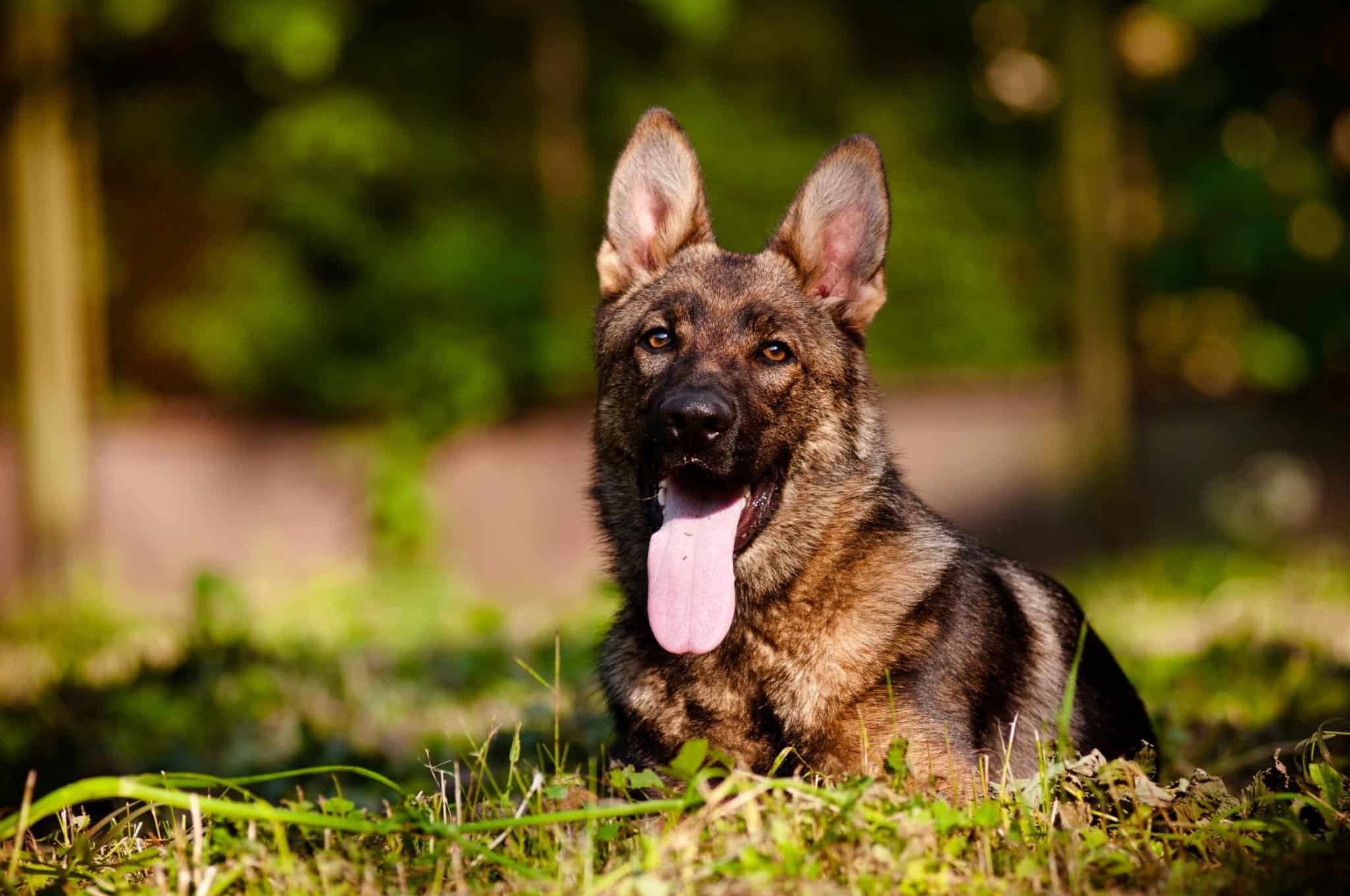 Sable German Shepherd – Facts and History | German Shepherd Country