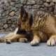 german shepherd dog allergies