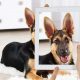 german shepherd pictures