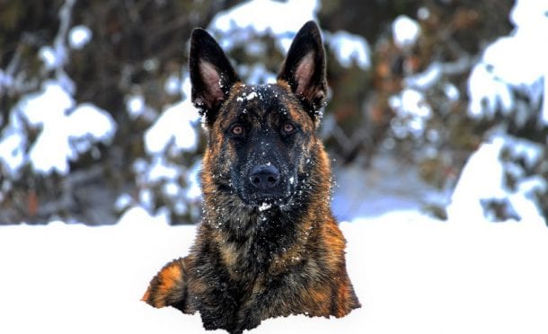 Sable German Shepherd (FUN Facts & History) | German Shepherd Country