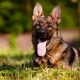 sable german shepherd