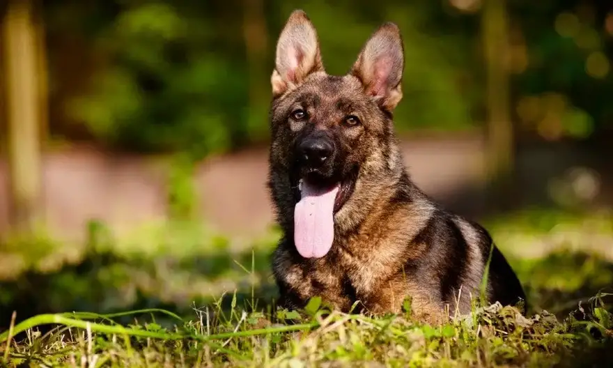 breed history where did german shepherds come from