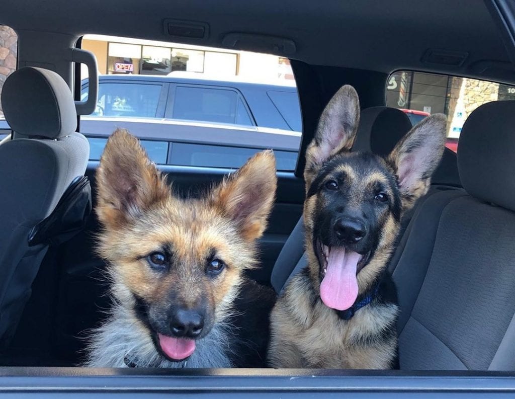 german shepherd dwarfism