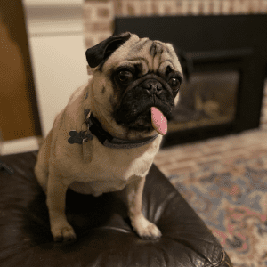 Winston the Pug