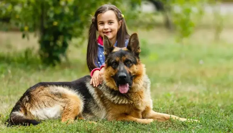 are german shepherds good kid dogs