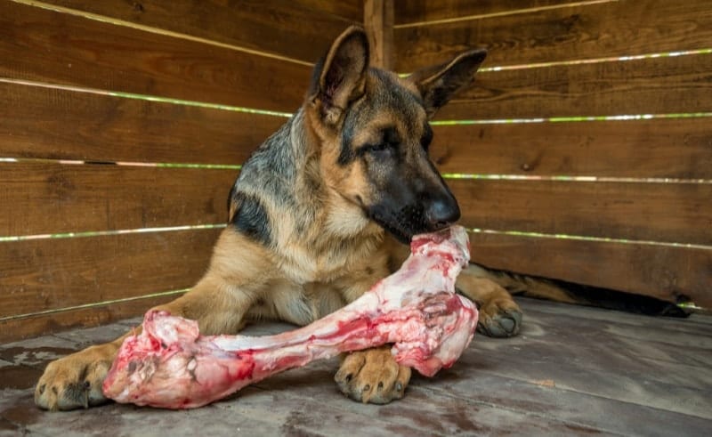 german shepherd with raw bone