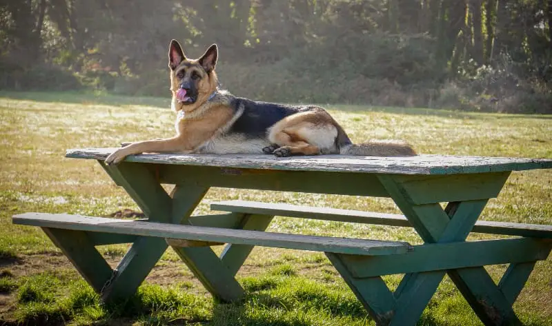 german shepherd on picnic table