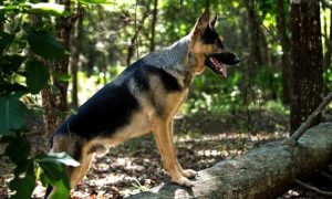 gsd in woods