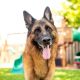 German Shepherd in yard