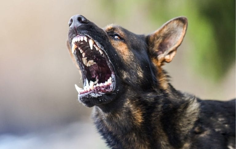 4 Myths About the German Shepherd Dog | German Shepherd Country