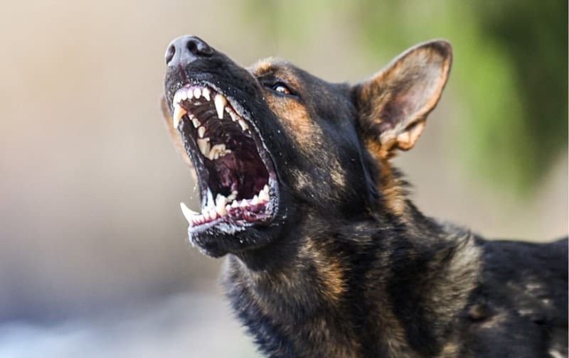 are german shepherds dangerous to humans