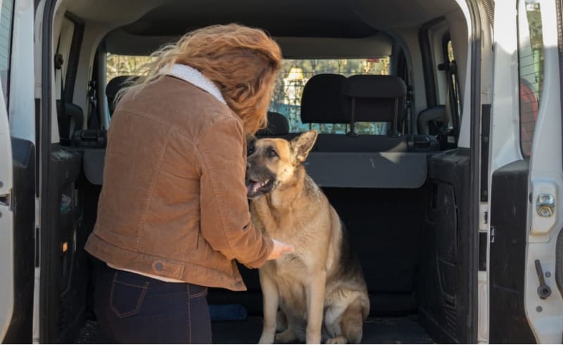 move your dog german shepherd in van