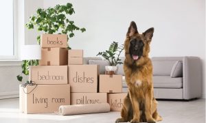move your dog