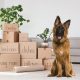 move your dog