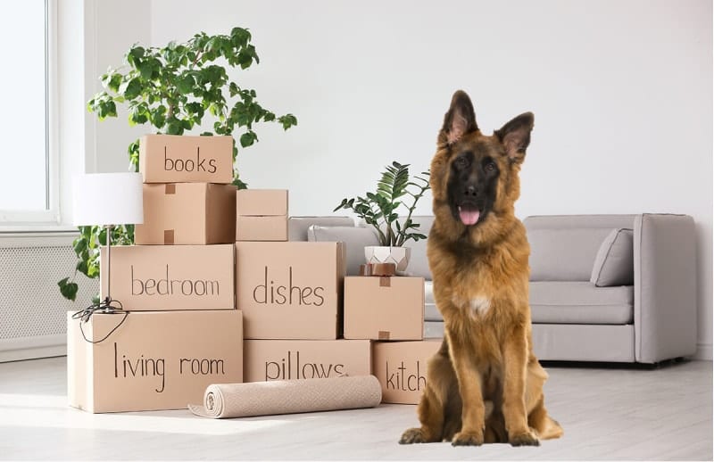 6 Tips to Move Your Dog Cross Country or Abroad German Shepherd Country