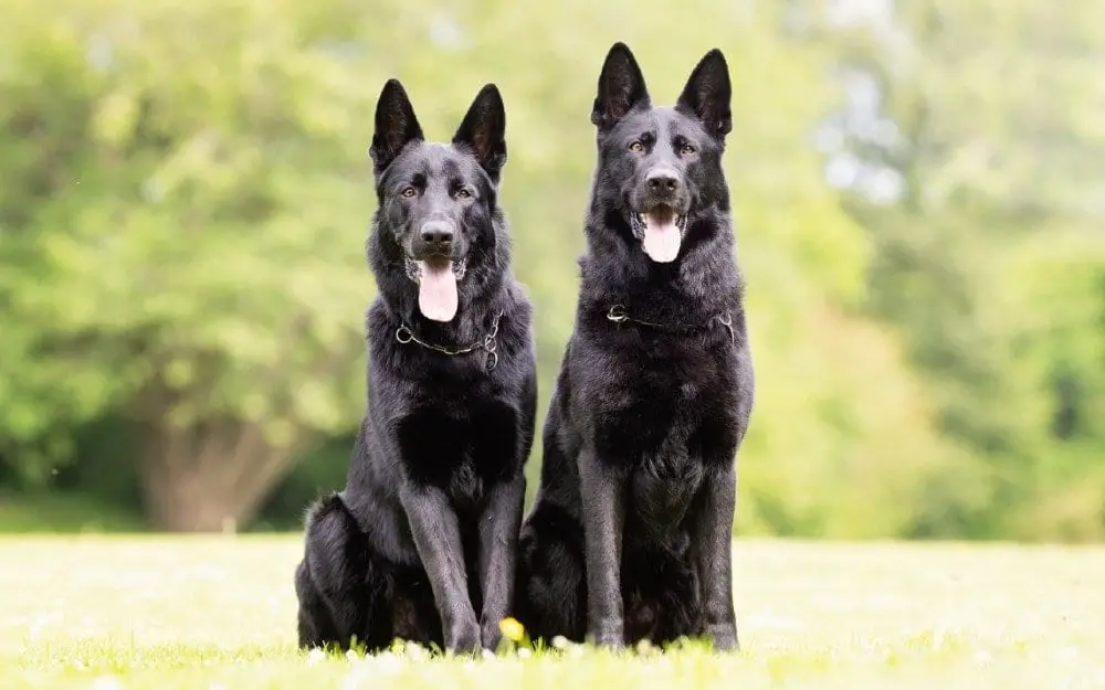 are german shepherds smarter than black labs