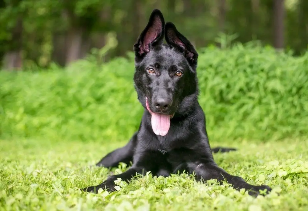 black german shepherd puppy
