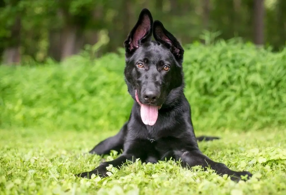 The Black German Shepherd Facts And Myths German Shepherd Country