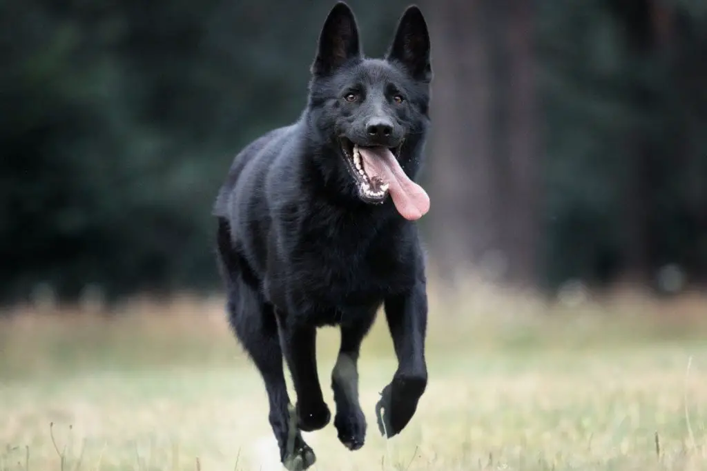 The Black German Shepherd (Facts & Myths) | German Shepherd Country