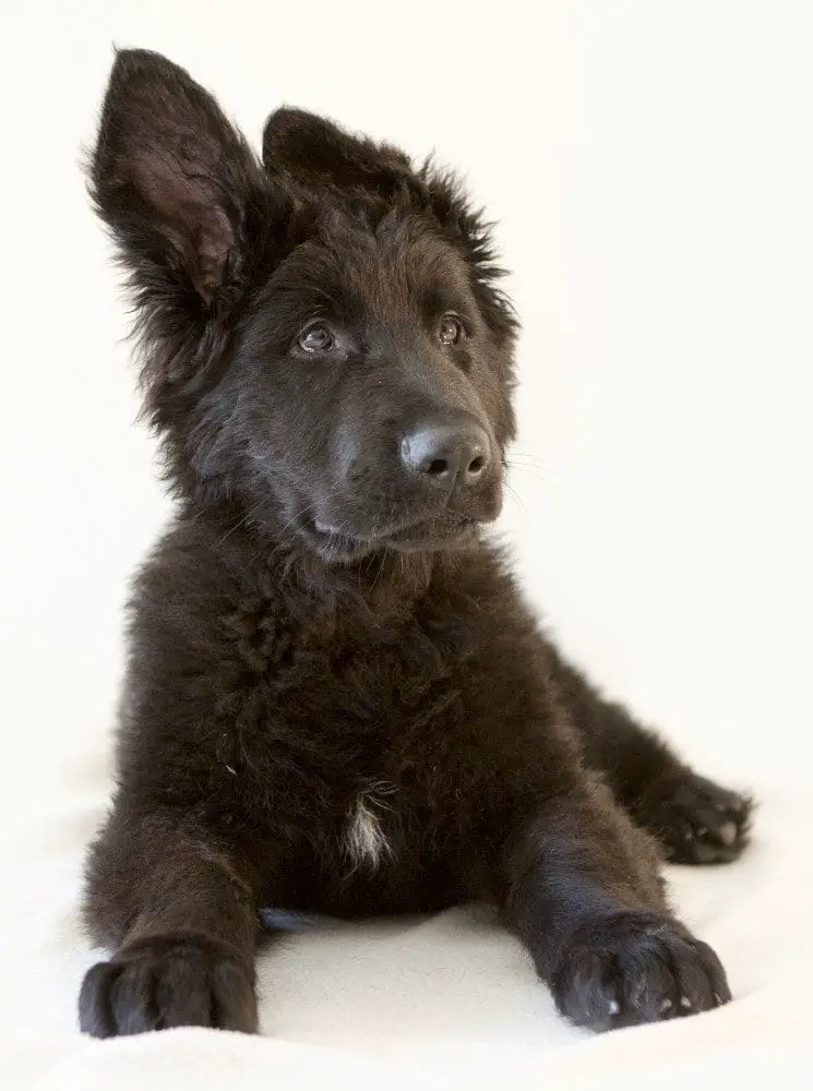 The Black German Shepherd Dog German Shepherd Country
