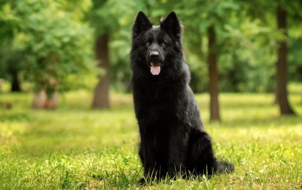 The Black German Shepherd Facts And Myths German Shepherd Country