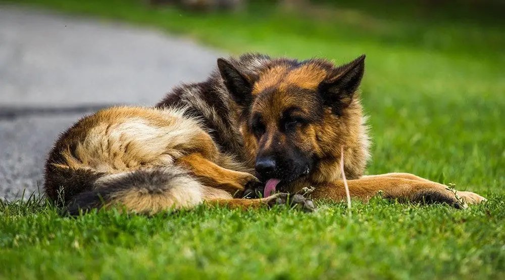 German Shepherd licking paws