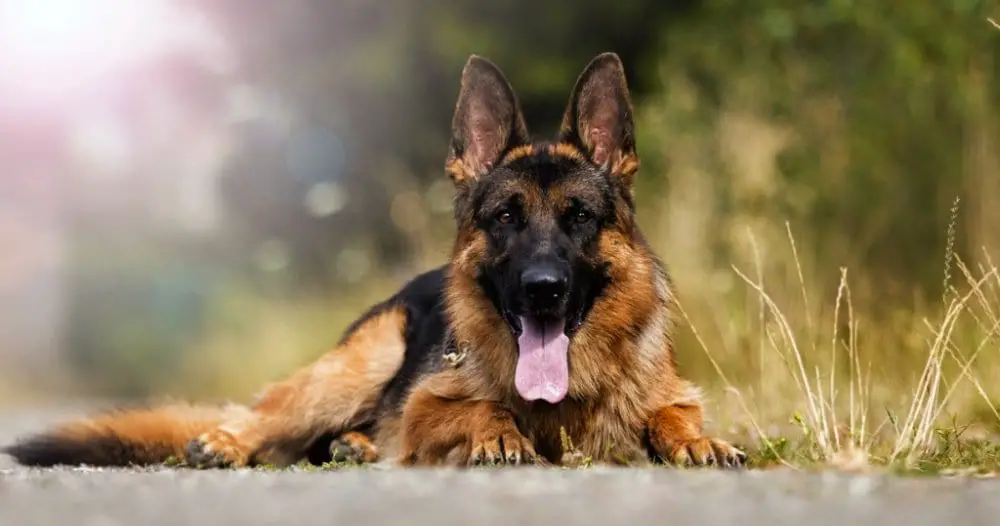 5 German Shepherd Traits – Embrace These Traits or Don’t Get a German ...