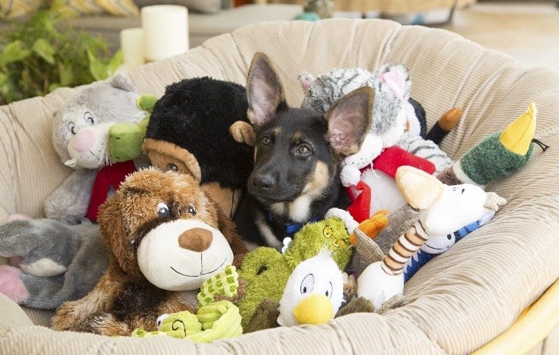 german shepherd puppy with toys