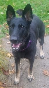 german shepherd rescue k9 officer