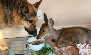 german shepherd and injured fawn