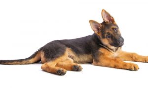 german shepherd neutering early