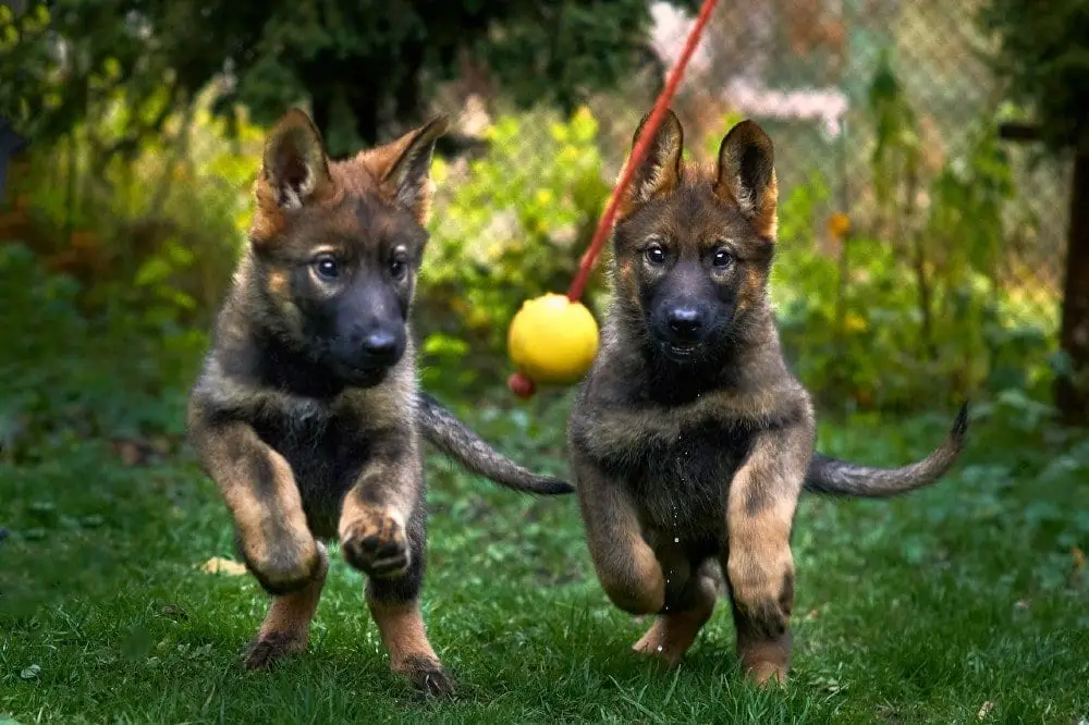 are german shepherd puppies black