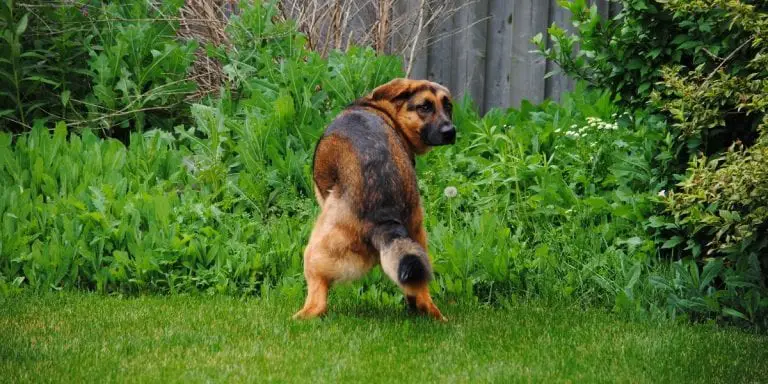 Why Your Dog Stares At You While Pooping | German Shepherd Country