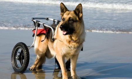 degenerative myelopathy cart