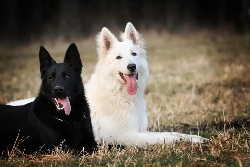 black and white german shepherds