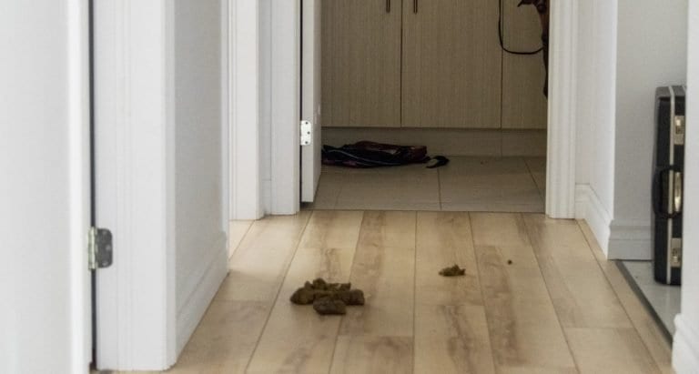 Potty Training an Adopted Dog German Shepherd Country