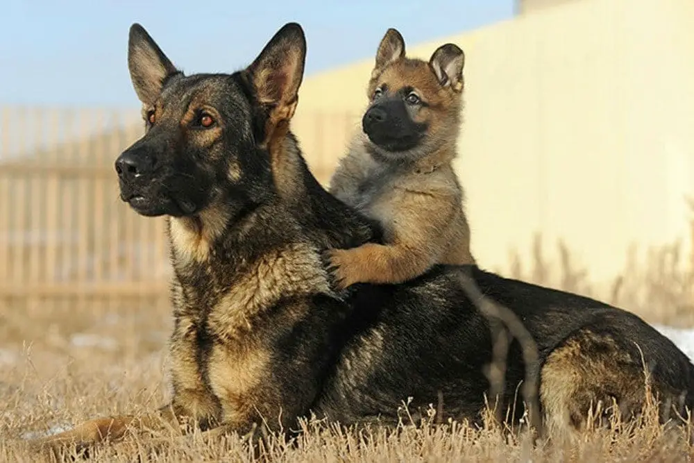 Silver Sable German Shepherd Puppies 3