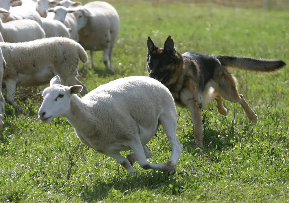 german shepherd herding