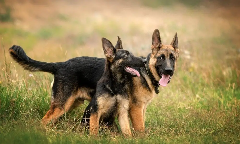 how big do female german shepherds get