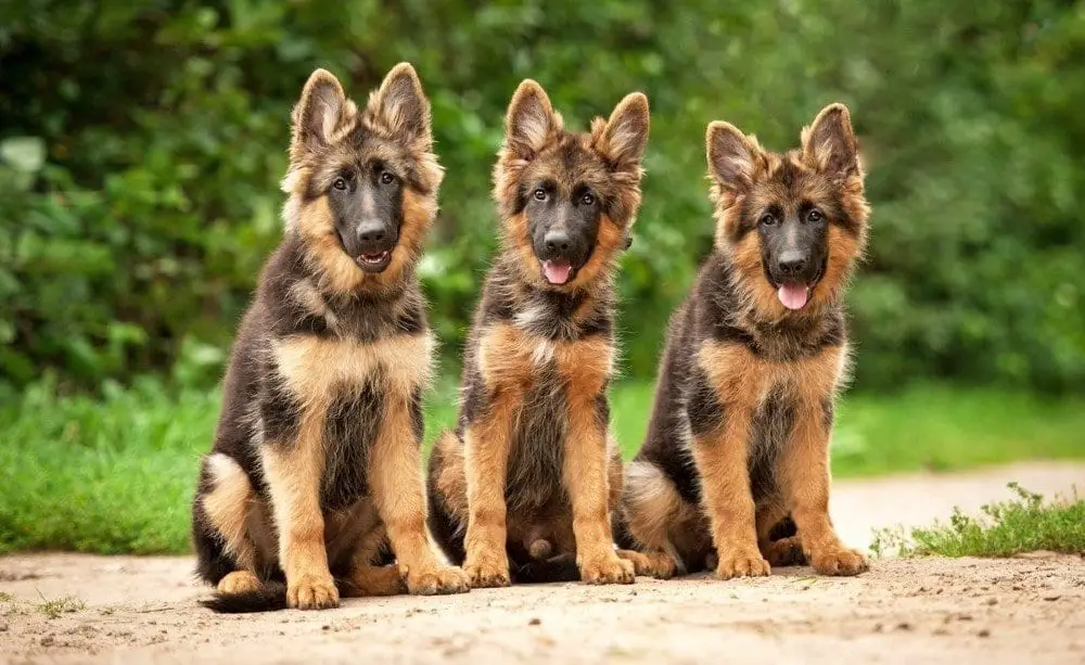 german shepherd puppies