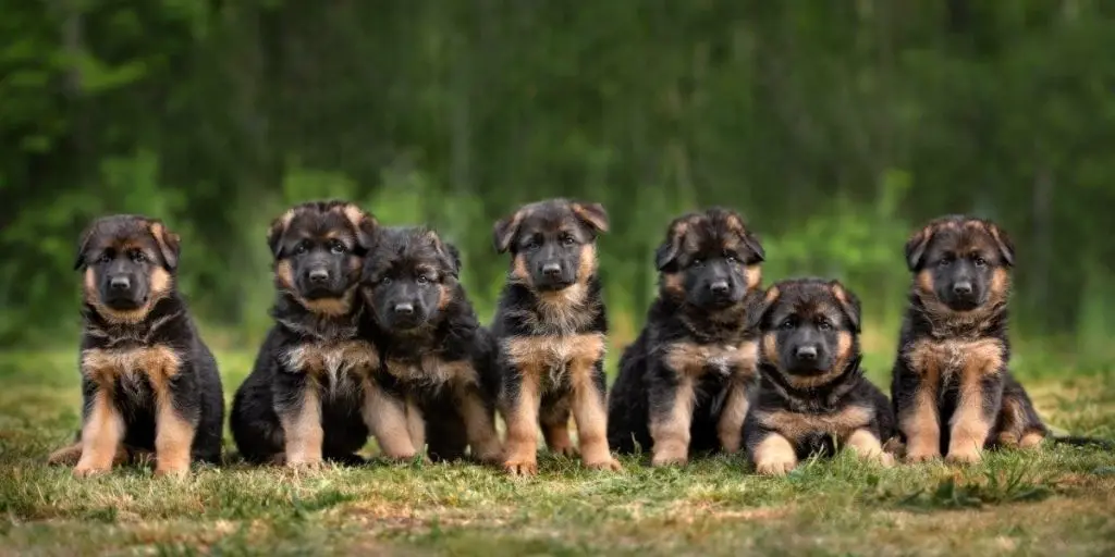 How Big Do German Shepherds Get German Shepherd Country how-big-do-german-shepherds-get-german-shepherd-country