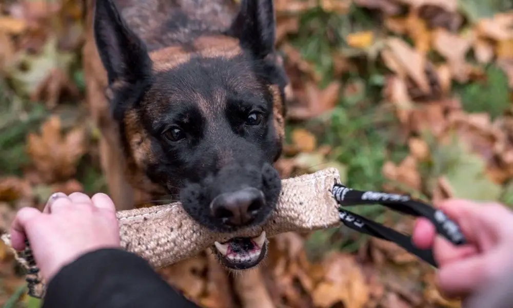 german shepherd tug of war